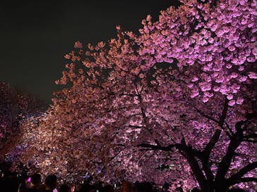 NAKED 桜の新宿御苑 2023に投稿された画像（2023/4/5）