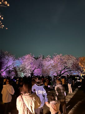 NAKED 桜の新宿御苑 2023に投稿された画像（2023/4/5）