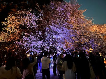 NAKED 桜の新宿御苑 2023に投稿された画像（2023/4/5）