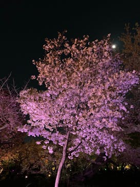 NAKED 桜の新宿御苑 2023に投稿された画像（2023/4/5）