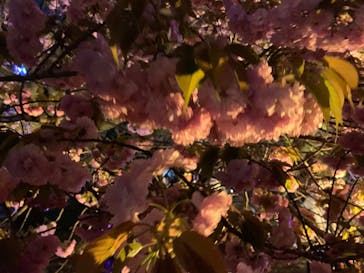 NAKED 桜の新宿御苑 2023に投稿された画像（2023/4/5）