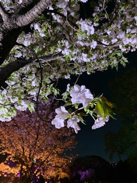 NAKED 桜の新宿御苑 2023に投稿された画像（2023/4/5）