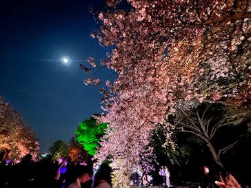 NAKED 桜の新宿御苑 2023に投稿された画像（2023/4/5）