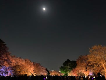 NAKED 桜の新宿御苑 2023に投稿された画像（2023/4/5）