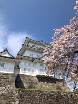 小田原城に投稿された画像（2023/4/5）