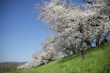 京阪電車に投稿された画像（2023/4/5）