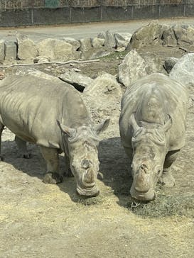 群馬サファリパークに投稿された画像（2023/4/5）