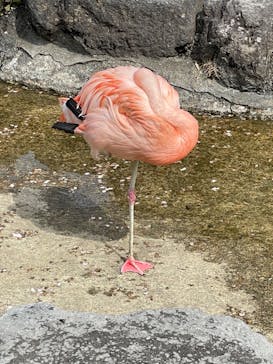 群馬サファリパークに投稿された画像（2023/4/5）