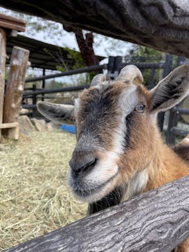 群馬サファリパークに投稿された画像（2023/4/5）