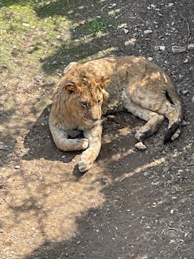 群馬サファリパークに投稿された画像（2023/4/5）