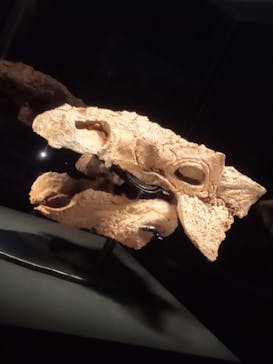 特別展「恐竜博2023」に投稿された画像（2023/4/5）