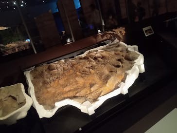 特別展「恐竜博2023」に投稿された画像（2023/4/5）