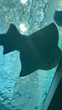 名古屋港水族館に投稿された画像（2023/4/5）
