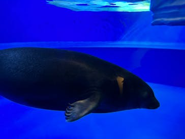 サンシャイン水族館に投稿された画像（2023/4/5）