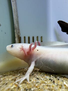 サンシャイン水族館に投稿された画像（2023/4/5）