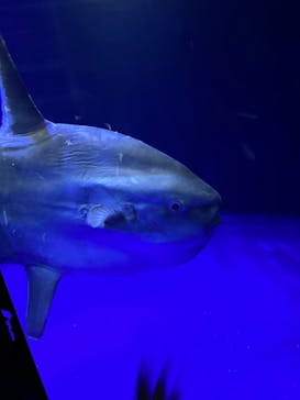 サンシャイン水族館に投稿された画像（2023/4/5）