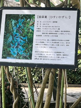 おきなわワールドに投稿された画像（2023/4/5）