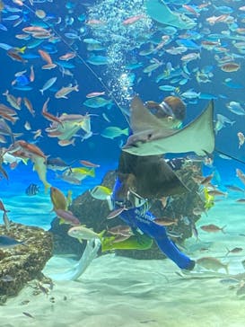 サンシャイン水族館に投稿された画像（2023/4/5）