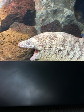 サンシャイン水族館に投稿された画像（2023/4/5）