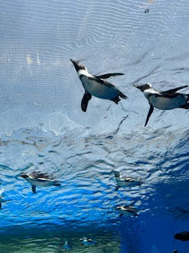 サンシャイン水族館に投稿された画像（2023/4/5）