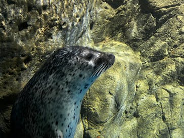 新江ノ島水族館に投稿された画像（2023/4/5）