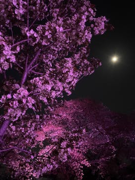 NAKED 桜の新宿御苑 2023に投稿された画像（2023/4/5）