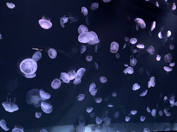 サンシャイン水族館に投稿された画像（2023/4/5）