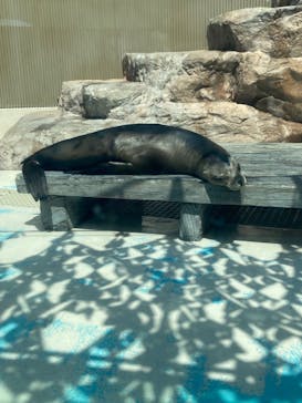 サンシャイン水族館に投稿された画像（2023/4/5）