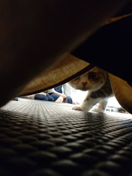 猫カフェモカ　アルシェ大宮店に投稿された画像（2023/4/5）