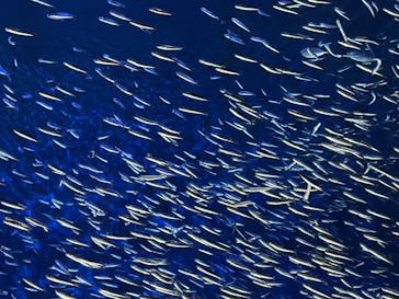 大分マリーンパレス水族館 「うみたまご」に投稿された画像（2023/4/5）