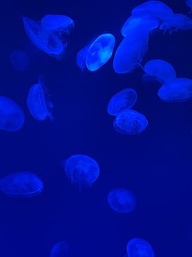 大分マリーンパレス水族館 「うみたまご」に投稿された画像（2023/4/5）