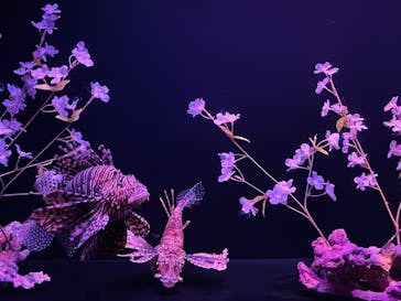 大分マリーンパレス水族館 「うみたまご」に投稿された画像（2023/4/5）