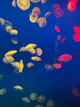 大分マリーンパレス水族館 「うみたまご」に投稿された画像（2023/4/5）