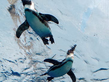 サンシャイン水族館に投稿された画像（2023/4/5）