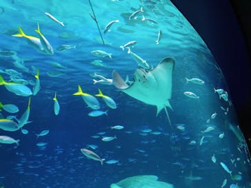 サンシャイン水族館に投稿された画像（2023/4/5）