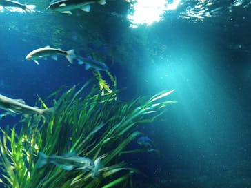 サンシャイン水族館に投稿された画像（2023/4/5）