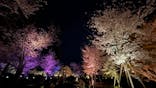 『NAKED FLOWERS 2023 桜 世界遺産・二条城』に投稿された画像（2023/4/5）