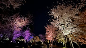 『NAKED FLOWERS 2023 桜 世界遺産・二条城』に投稿された画像（2023/4/5）