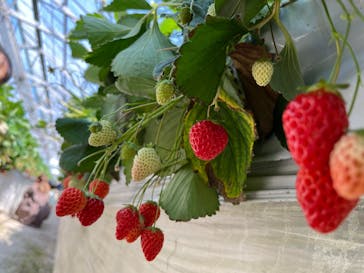 いちごはうす西脇に投稿された画像（2023/4/5）