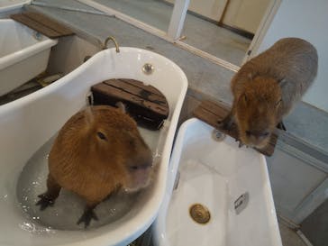 アニタッチみなとみらいに投稿された画像（2023/4/5）