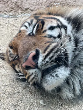 神戸どうぶつ王国に投稿された画像（2023/4/5）