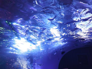 サンシャイン水族館に投稿された画像（2023/4/5）