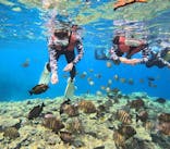 diving&workshop IHANASHI（ダイビングアンドワークショップイハナシ）に投稿された画像（2023/4/5）