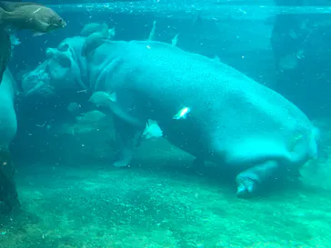 天王寺動物園に投稿された画像（2023/4/5）