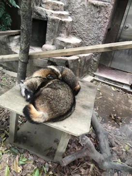 天王寺動物園に投稿された画像（2023/4/5）