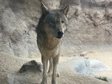 神戸どうぶつ王国に投稿された画像（2023/4/5）