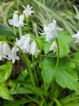 横浜イングリッシュガーデンに投稿された画像（2023/4/5）