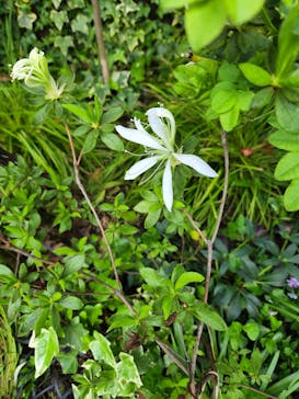 横浜イングリッシュガーデンに投稿された画像（2023/4/5）