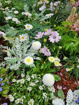 横浜イングリッシュガーデンに投稿された画像（2023/4/5）