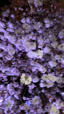 NAKED 桜の新宿御苑 2023に投稿された画像（2023/4/5）